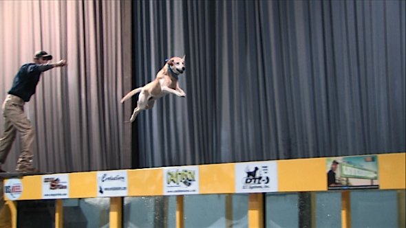 8db31dfc11753b6d4d04c962a549631f The Fetch & Fish Dog Jumping Show at the Mid-South Tackle, Hunting & Boat Show. Courtesy Montgomery Productions