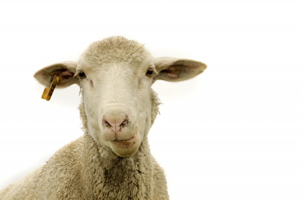 sheep shutterstock_69755890