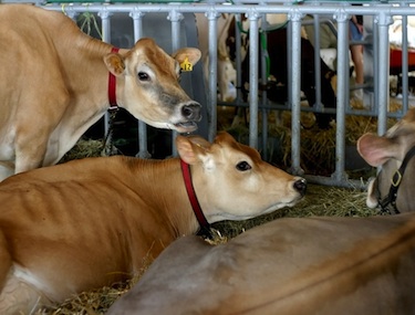 cows resize