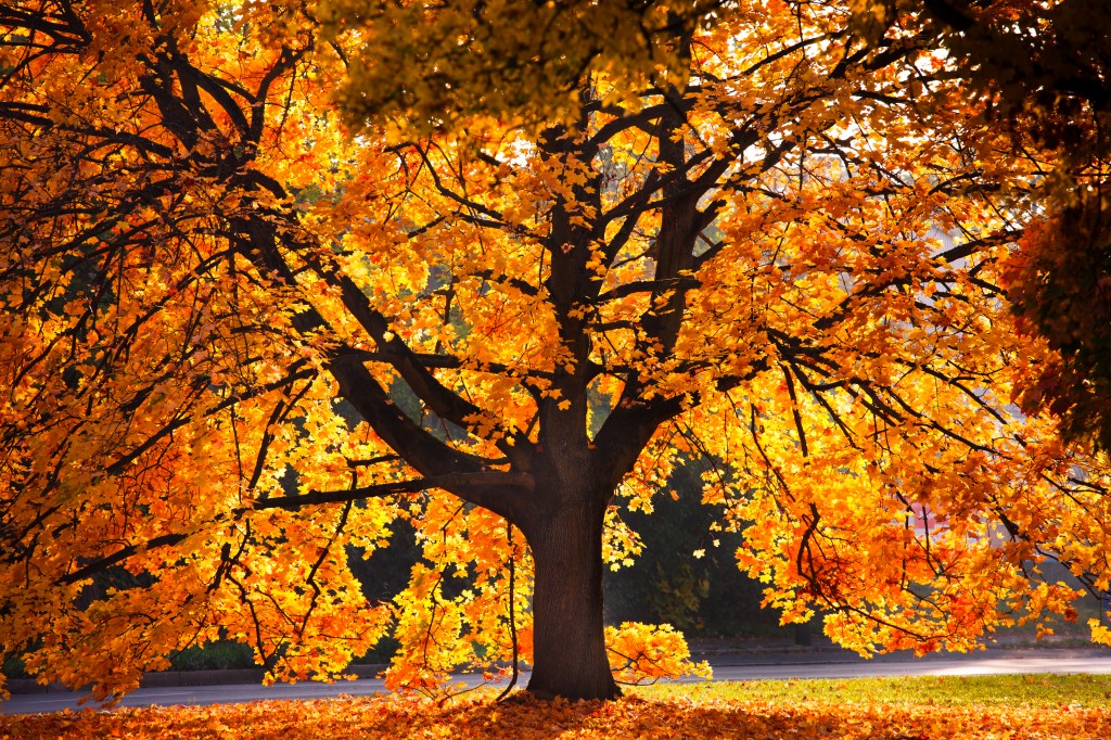Photo by Holger Graebner/Shutterstock.