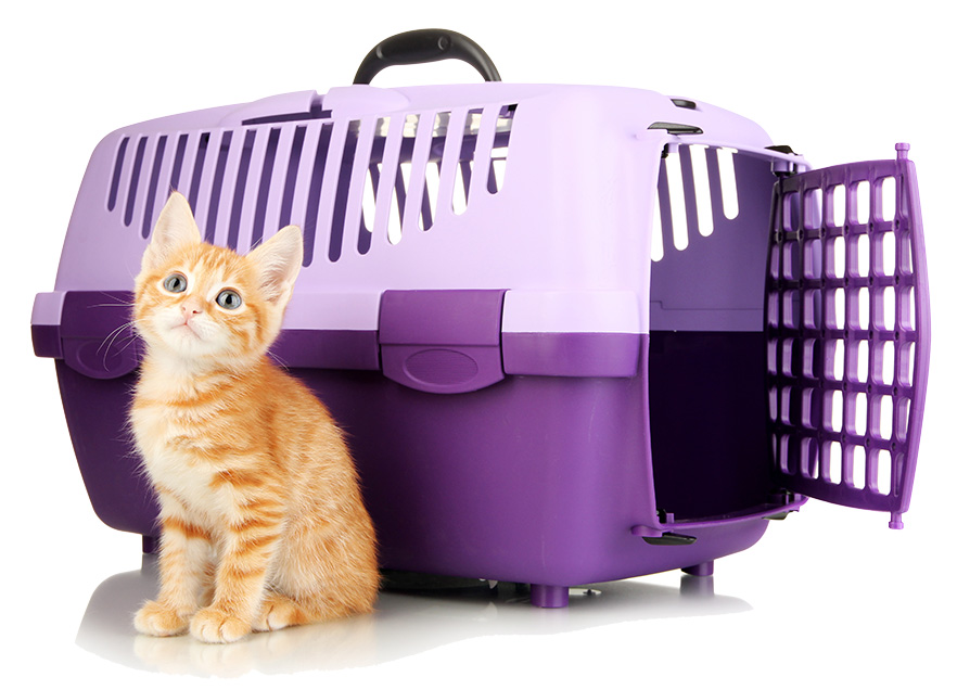 cat-shutterstock_157062857