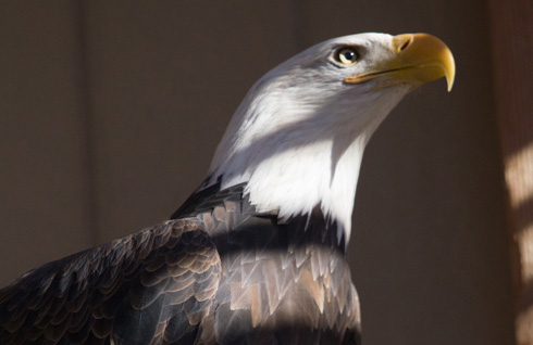 2015-01-07Grey-Snow-Eagle--24135