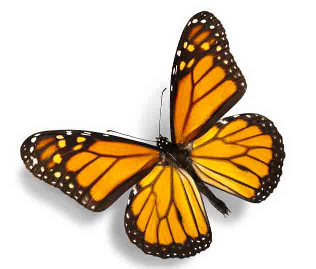 shutterstock_93846463