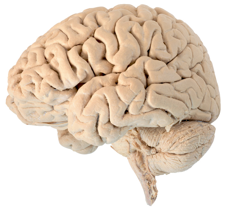brain