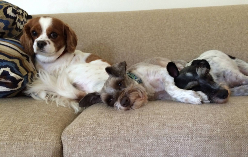 dogs