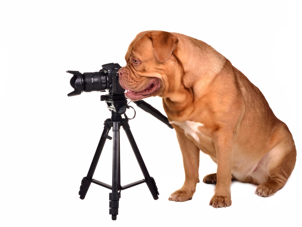 shutterstock_87735859