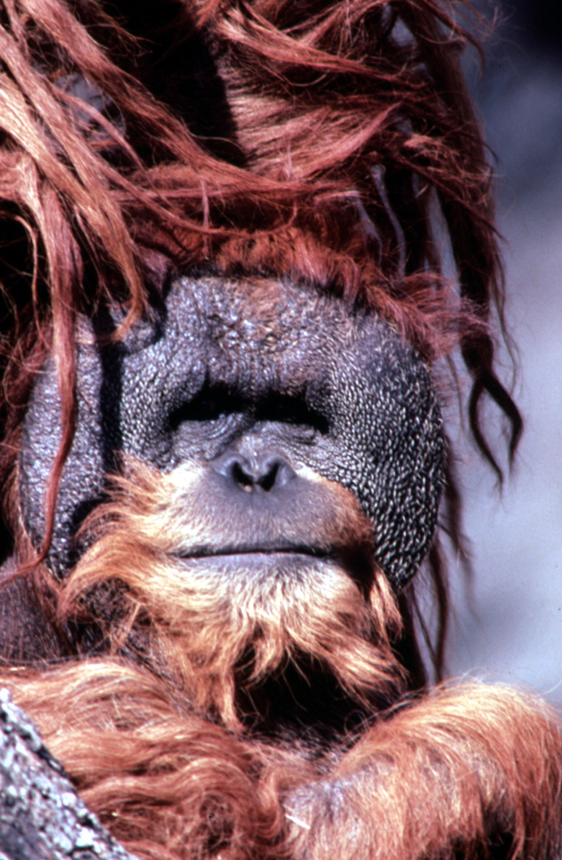 A resident of the World of Primates at the Audubon Zoo in New Orleans. Photo courtesy www.neworleansonline.com.