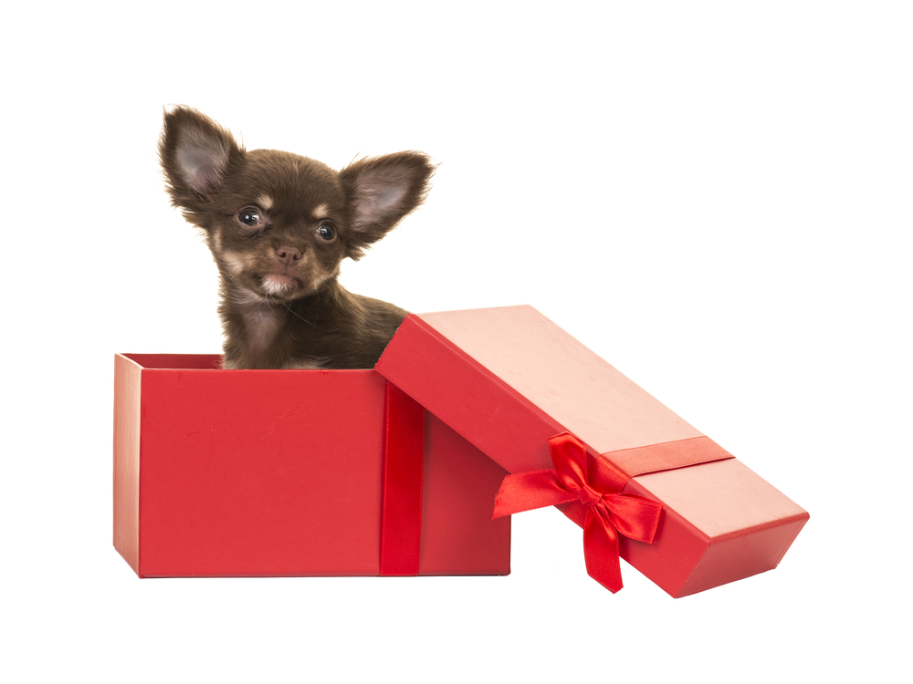 shutterstock_308974223