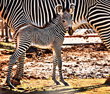 zebra