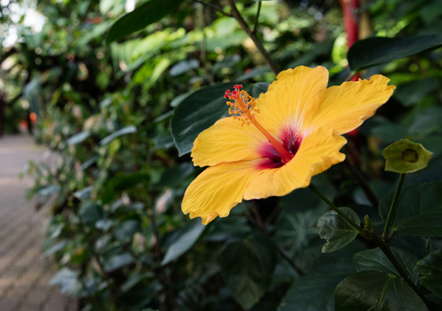 Oklahoma City’s Myriad Garden Center is a gardener’s paradise. Photo by Brent Fuchs.