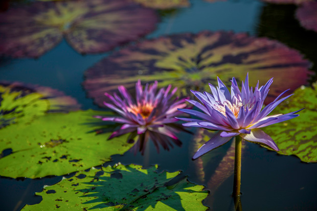 William-Hawk-garden--072215-9384