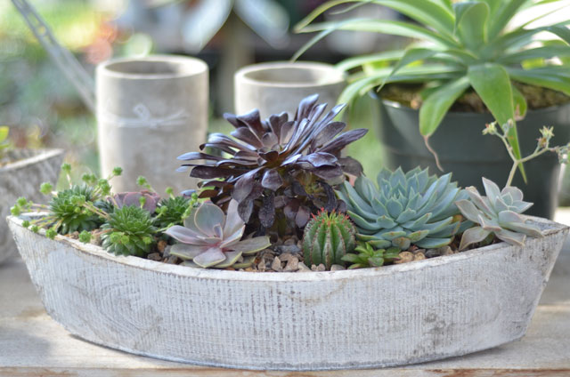 Container-garden--040416-6579