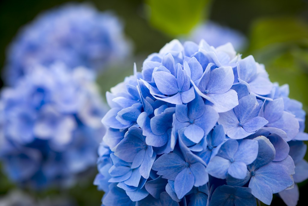 shutterstock_121920790