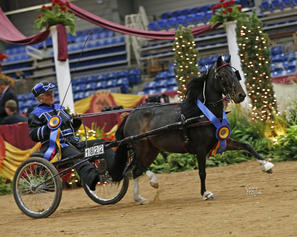 Photo by Casey McBride courtesy American Miniature Horse Registry.
