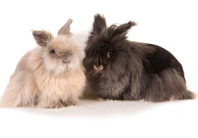 Life-cover-Rabbits-031317-4760