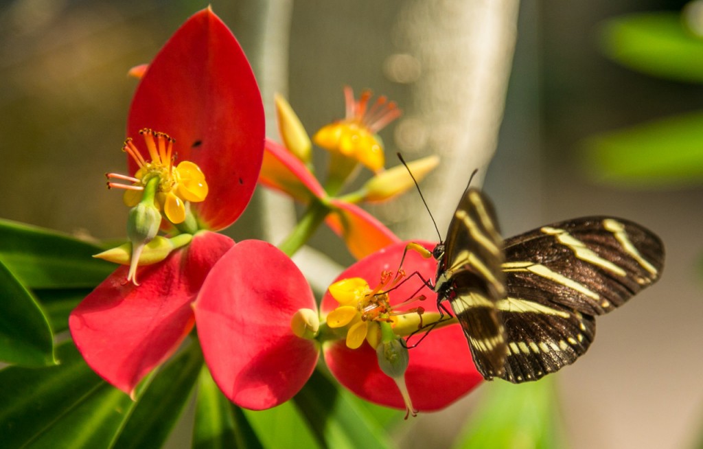 mbg_orchids3 - Copy
