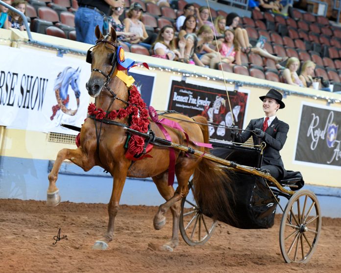 Photo courtesy Arabian Horse Association
