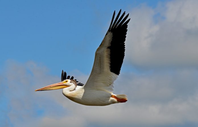 AdobeStock_164116481