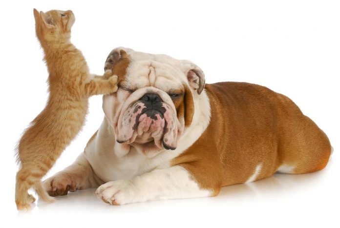 cat and dog
