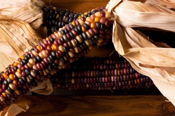 Decorative Indian Corn Maze on Weathered Wooden Crate