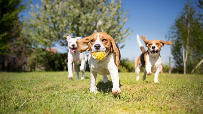 AdobeStock_107903002