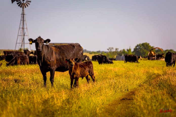 A cow and calf graze in a pasture at Peach Crest Ranch near Sulphur.