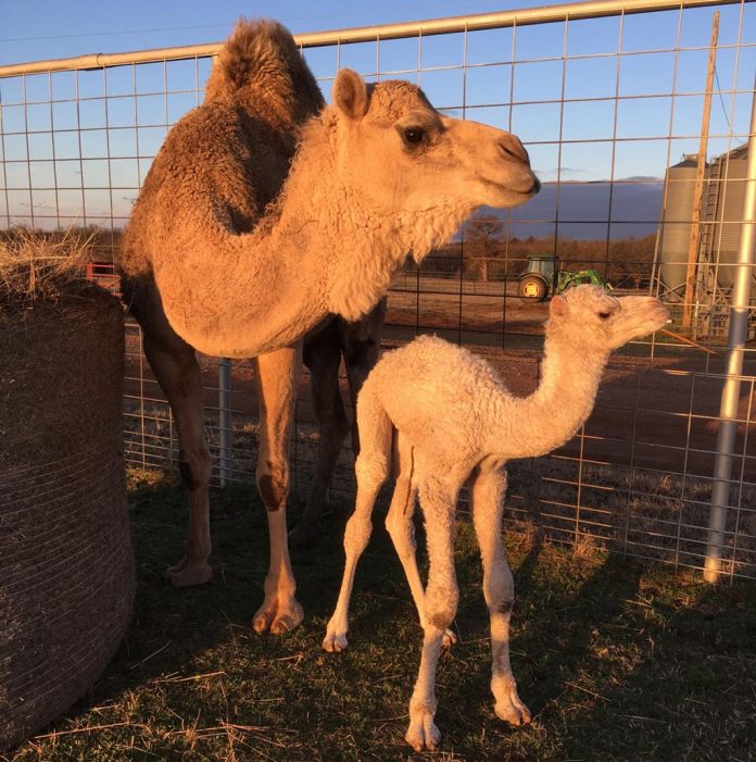 An unnamed three-day-old male with Disagreeable, his mother.
