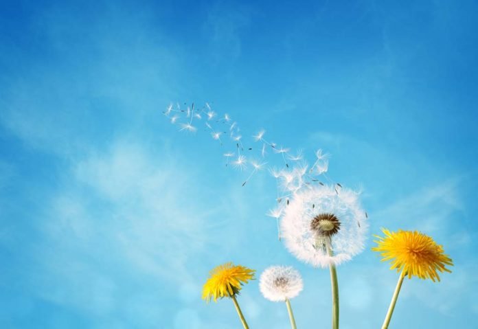 Dandelion clock dispersing seed