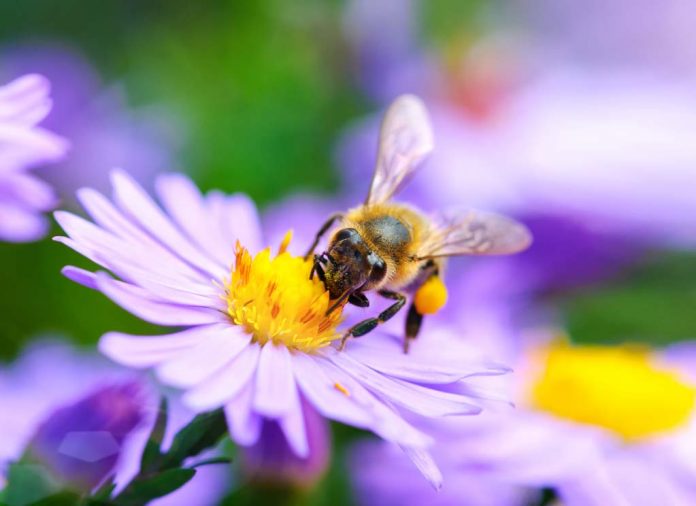 Bee on the flower