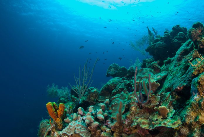 coral formations on the reef around Grand Cayman have taken cent