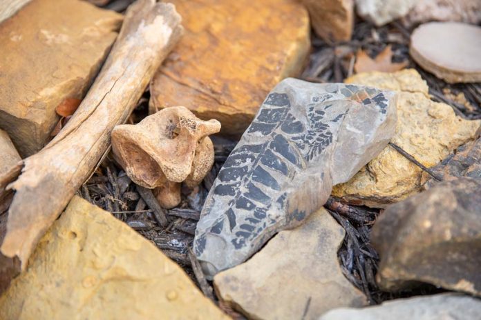 A fern leaf can be seen in this fossil that is part of Puls' collection.