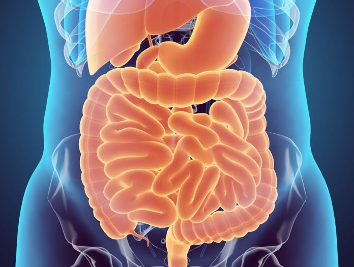 3D human male x-ray digestive system.