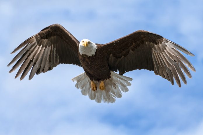 American National Symbol Bald Eagle with Wings Spread on Sunny Day Isolated by Sky