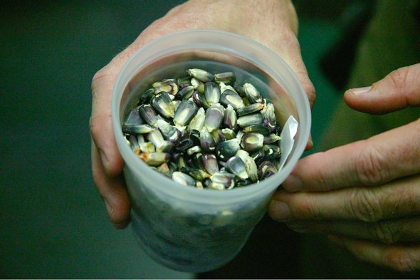 d558eb05a5f244663b87c3692c9f1f66 The Cherokee Nation each year gives tribal citizens inventory from its seed bank, such as Cherokee White Eagle Corn seeds. Photo courtesy Cherokee Nation of Oklahoma.