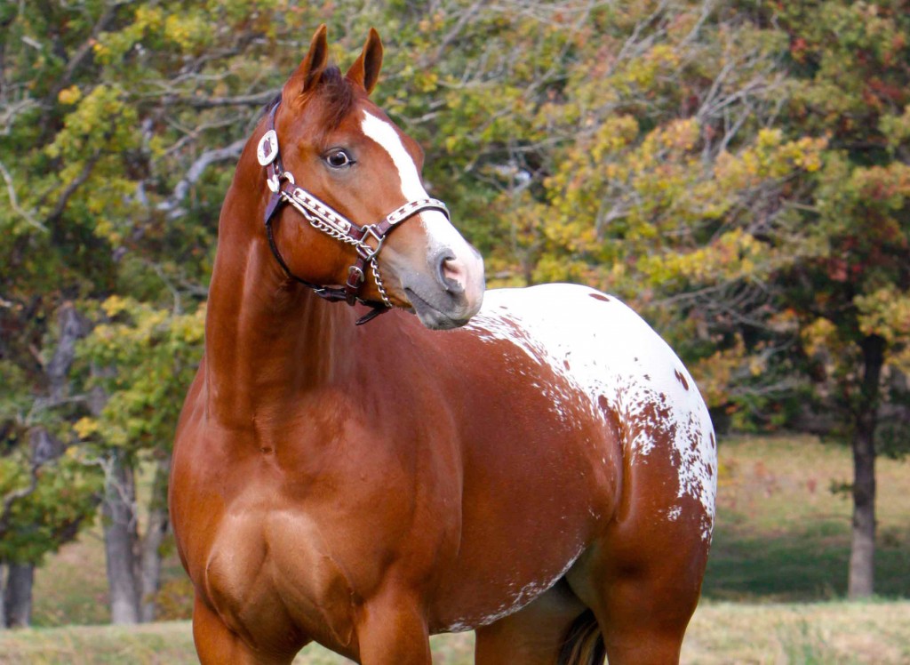 PHOTO of general POA full body...2013 Mallory Photo copy
