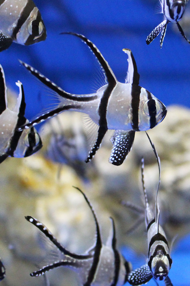 Oklahoma Aquarium, Jenks. Photo courtesy Oklahoma Aquarium.