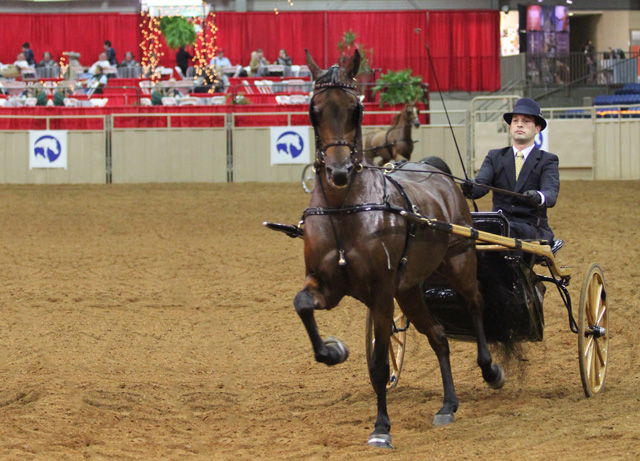 Photo by Howard Schatzberg courtesy Arabian Horse Association.