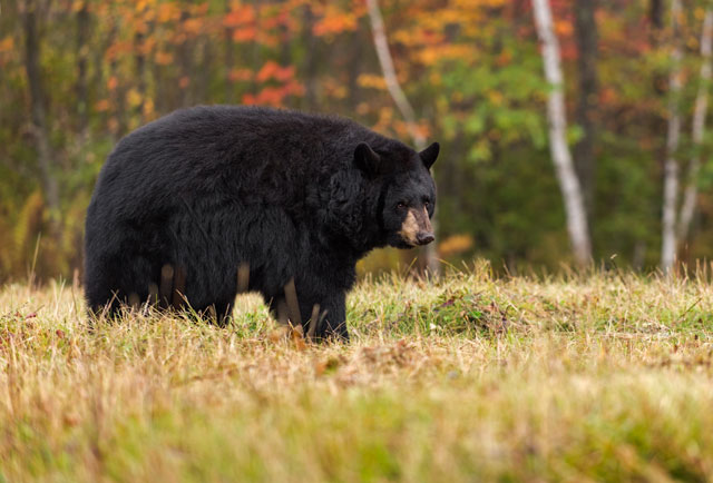 Adult Female Black Bear (Ursus americanus) Looks Back