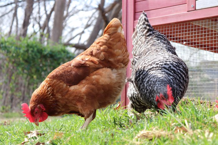 Princess laya and Hen Solo enjoying some yard time.